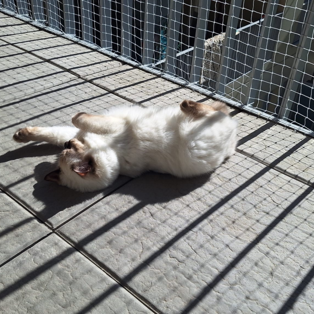 Youka sur la terrasse