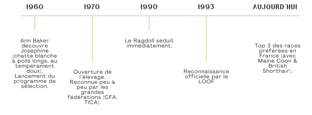 Chronologie de la race du ragdoll
