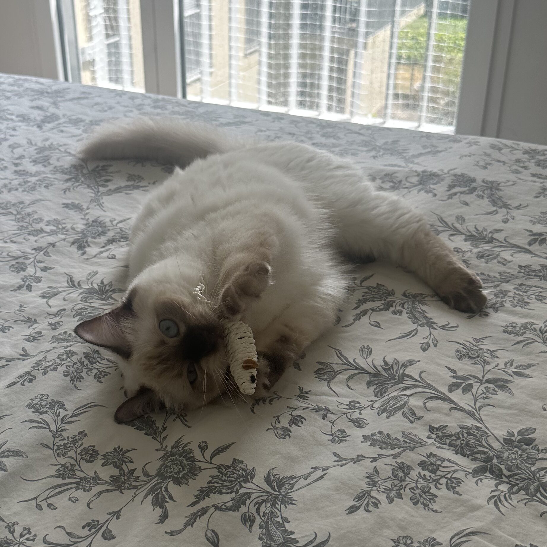 Youka qui joue avec son jouet