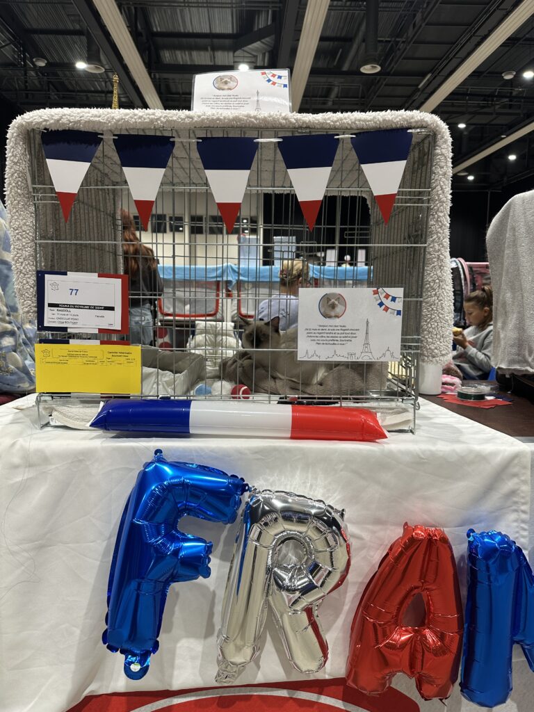 Cage expositions Youka ragdoll