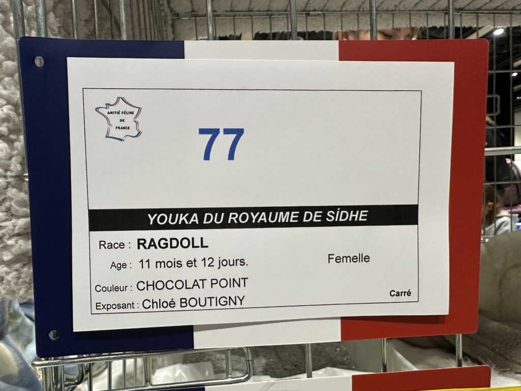 Affiche expositions Youka ragdoll