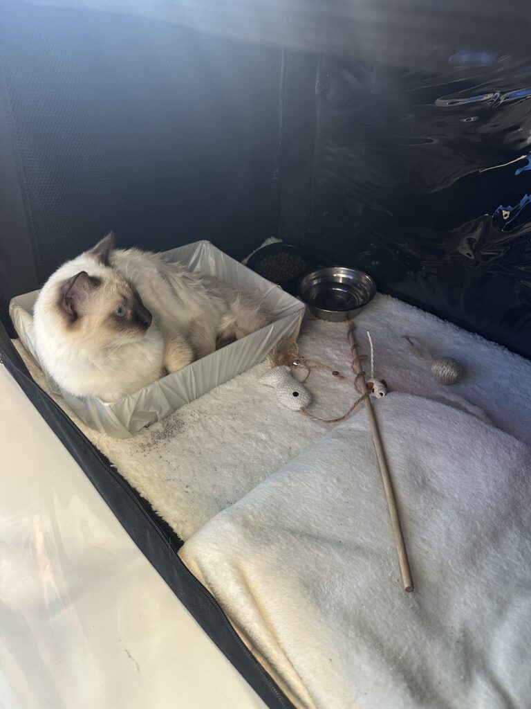 Photo expositions Youka ragdoll