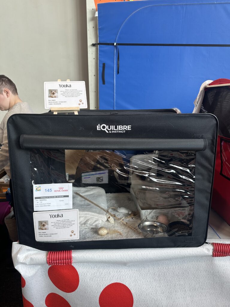 Cage expositions Youka ragdoll