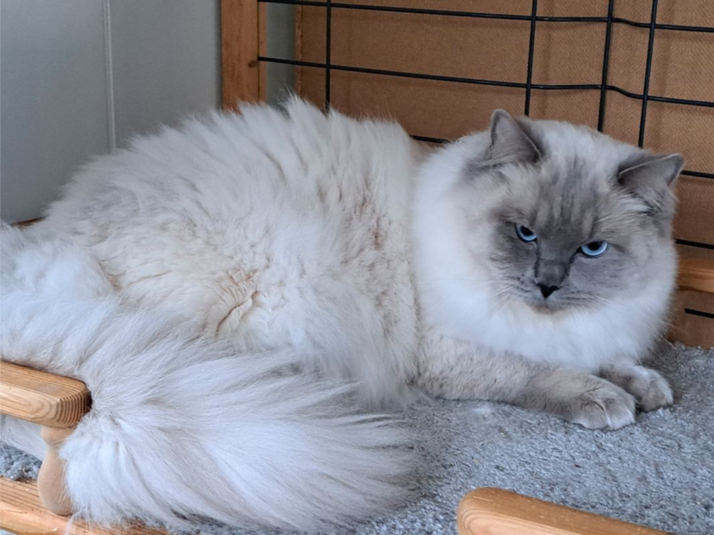 Thao de la Chatterie du Crystal d’Armaco