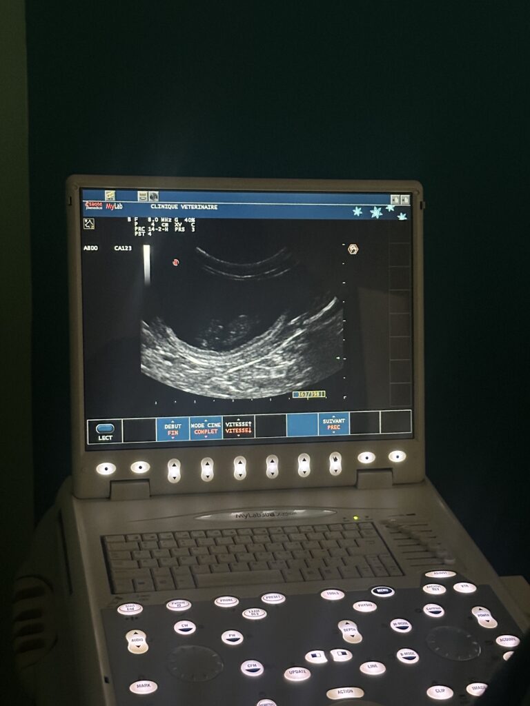 Echographie de Youka, futur chaton Ragdoll à adopter