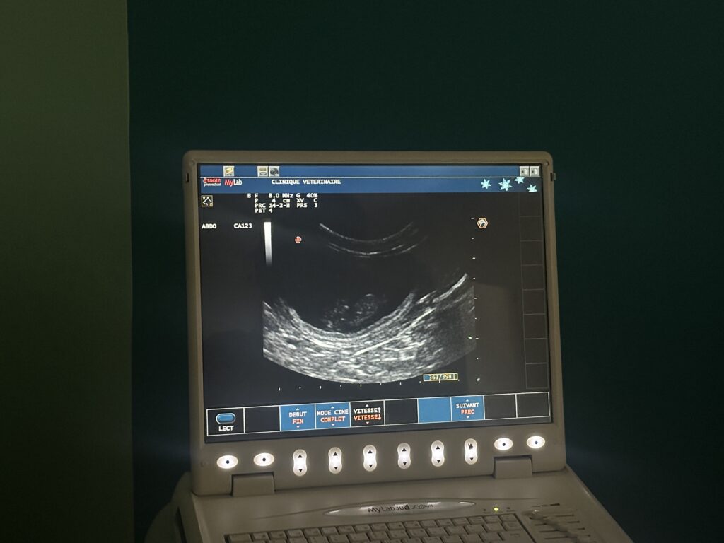 Echographie de Youka, futur chaton Ragdoll à adopter