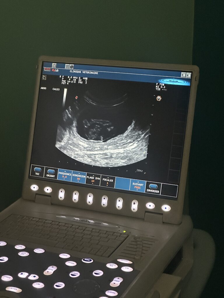 Echographie de Youka, futur chaton Ragdoll à adopter