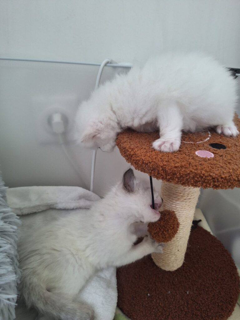 Photo Chaton Ragdoll à adopter - le temple des ronrons élevage de chats ragdoll à Massy Île de France