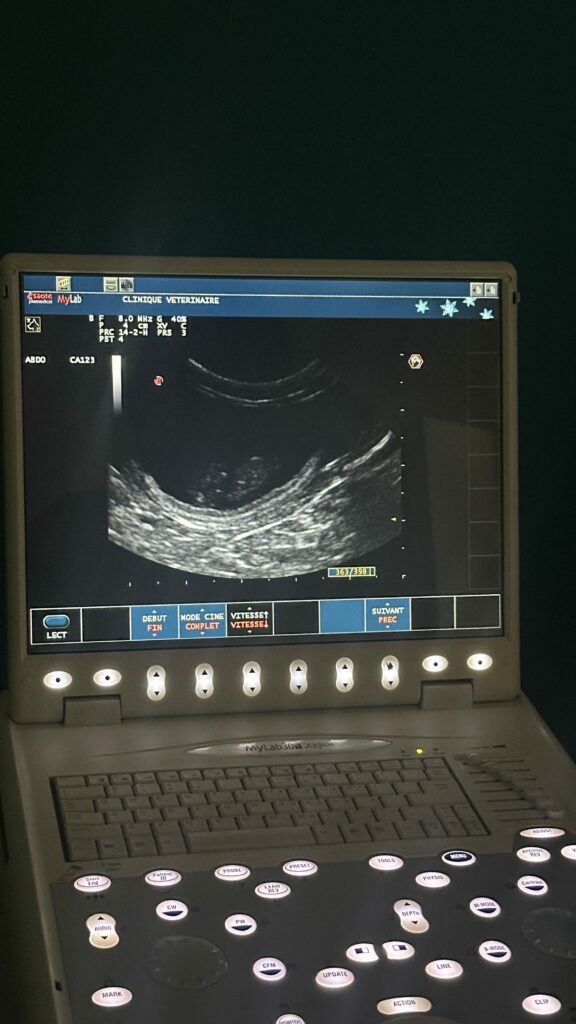 Echographie de Youka