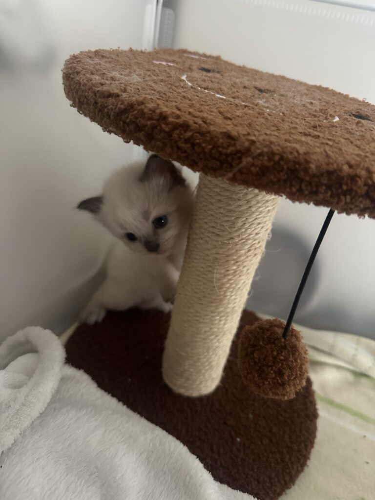 Photo Chaton Ragdoll à adopter - le temple des ronrons élevage de chats ragdoll à Massy Île de France
