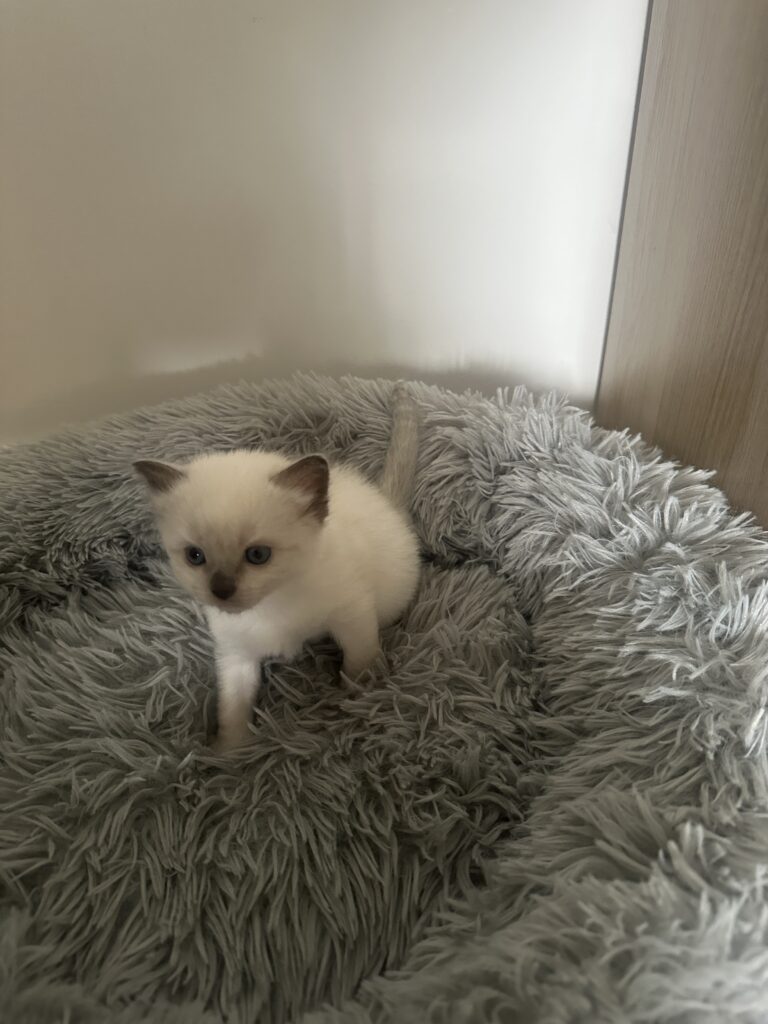 Photo Chaton Ragdoll à adopter - le temple des ronrons élevage de chats ragdoll à Massy Île de France