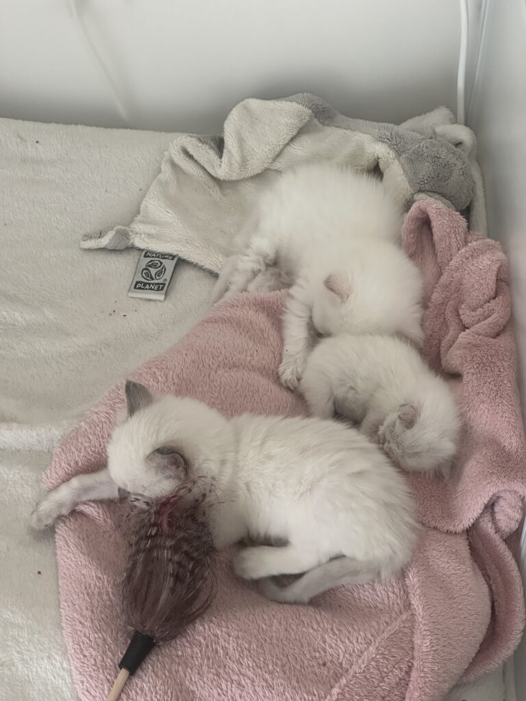 Photo Chaton Ragdoll à adopter - le temple des ronrons élevage de chats ragdoll à Massy Île de France