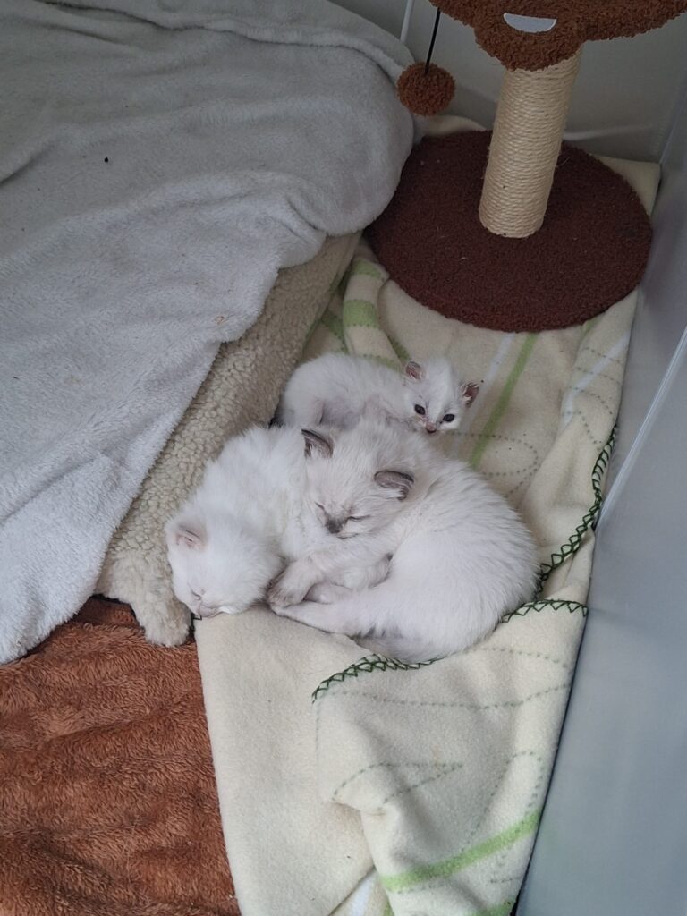 Photo Chaton Ragdoll à adopter - le temple des ronrons élevage de chats ragdoll à Massy Île de France