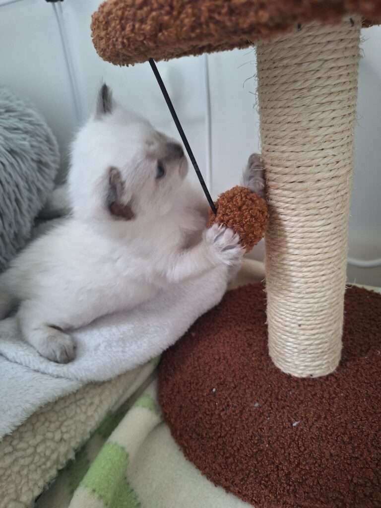Photo Chaton Ragdoll à adopter - le temple des ronrons élevage de chats ragdoll à Massy Île de France