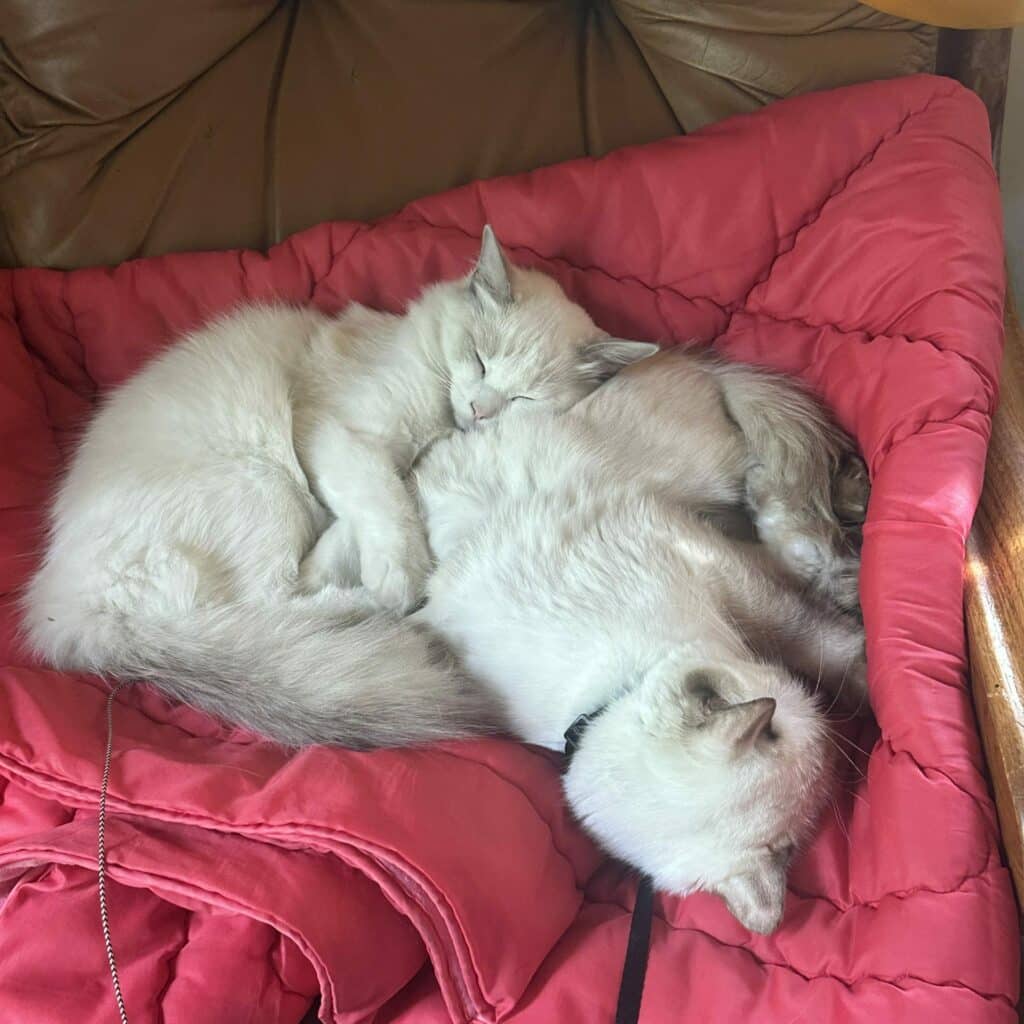 Chats Ragdoll endormis sur le canapé de l'élevage en Île-de-France